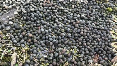 buck heap 400 x 225-min